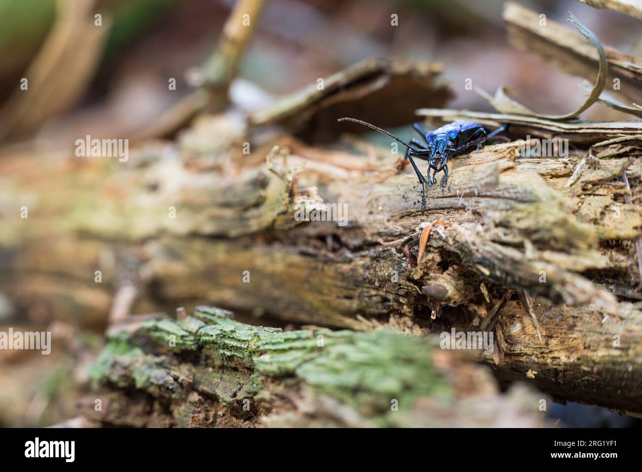 Carabus intrincatus - Escarabajo de tierra azul - Dunkelblauer Laufkäfer, Alemania (Baden-Württemberg), imago, hembra Foto de stock