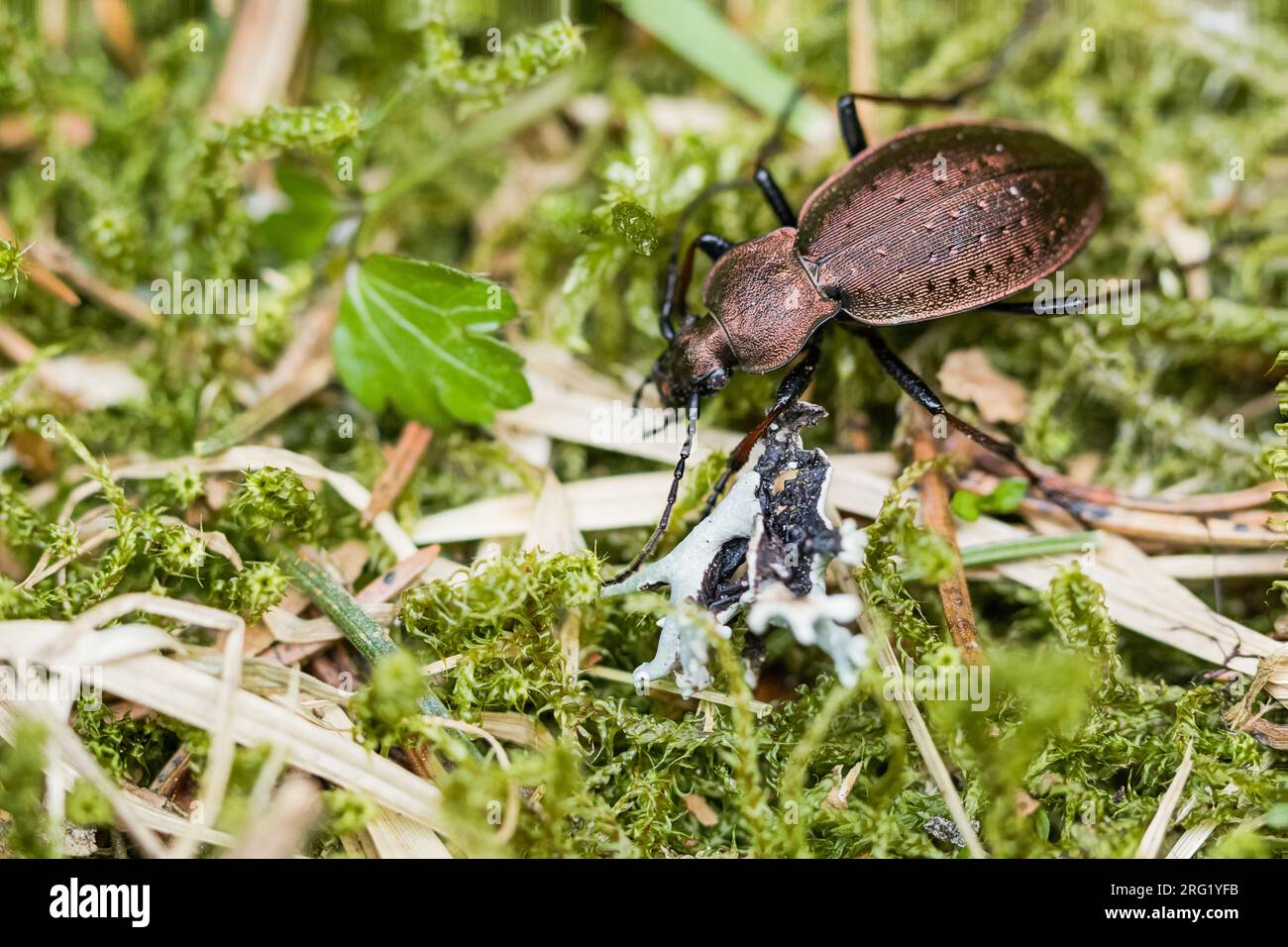 Carabus silvestris - Bergwald-Laufkäfer, Alemania (baden-Württemberg), imago, mujer Foto de stock