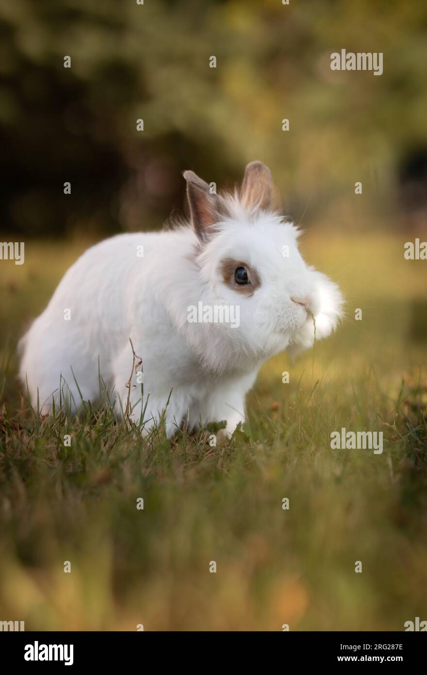 Retrato vertical del conejo cabeza de león fuera en el jardín. Lindo conejito blanco en hierba. Adorable pequeña mascota doméstica al aire libre. Foto de stock