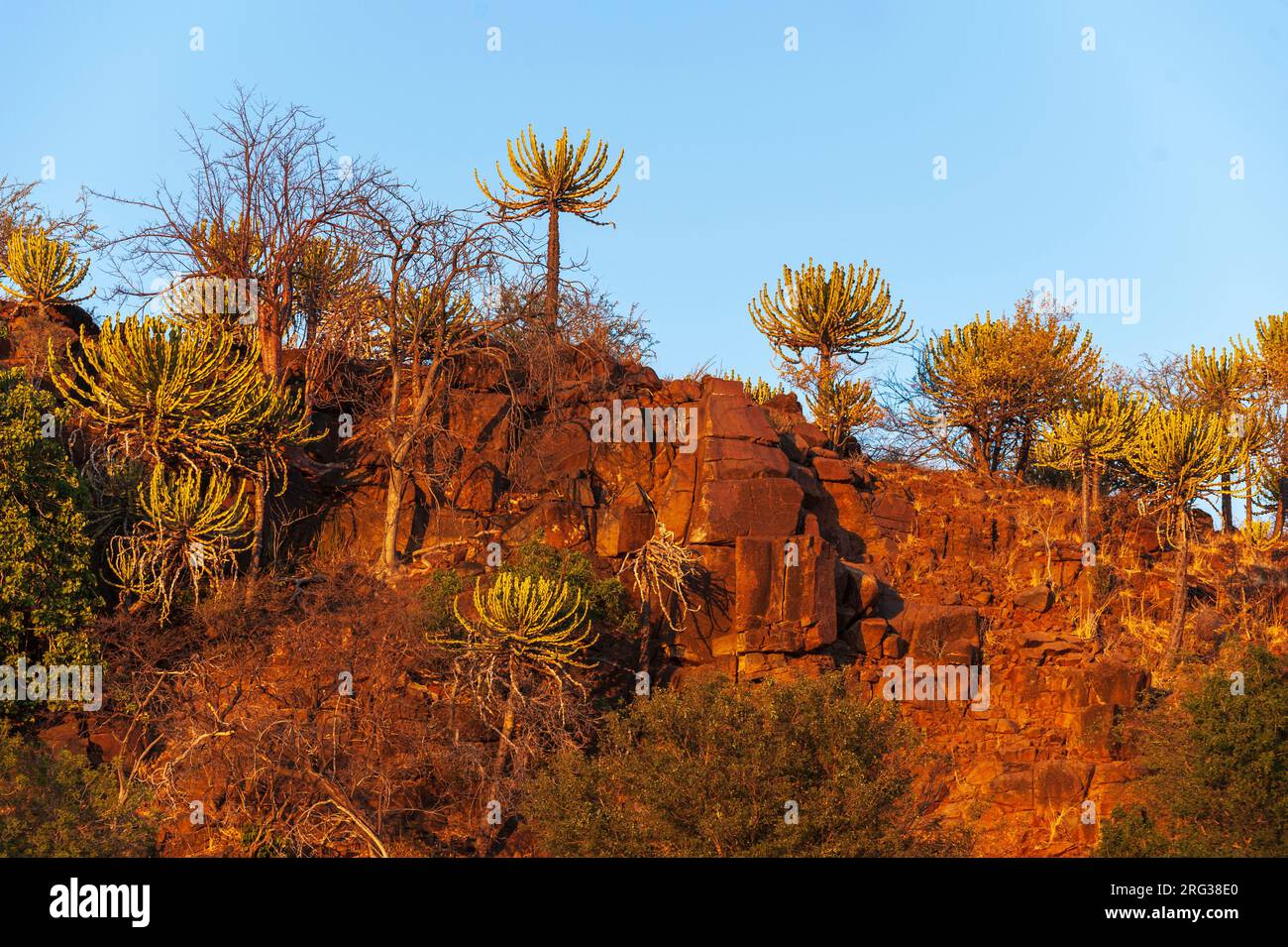 Vista en ángulo bajo de los acantilados bordeados de árboles extraños. Mashatu Game Reserve, Botswana. Foto de stock