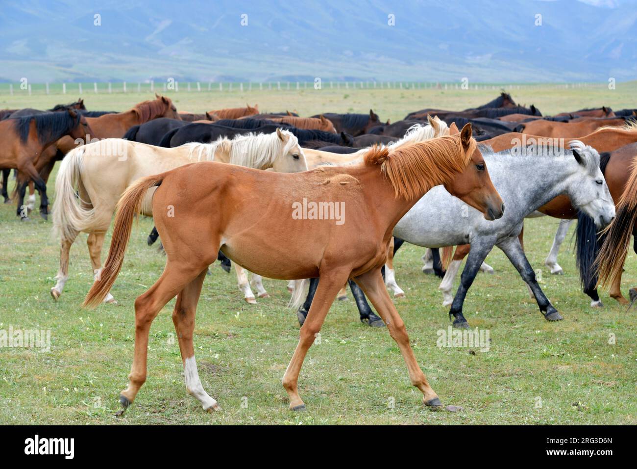 Caballo en buena condición física