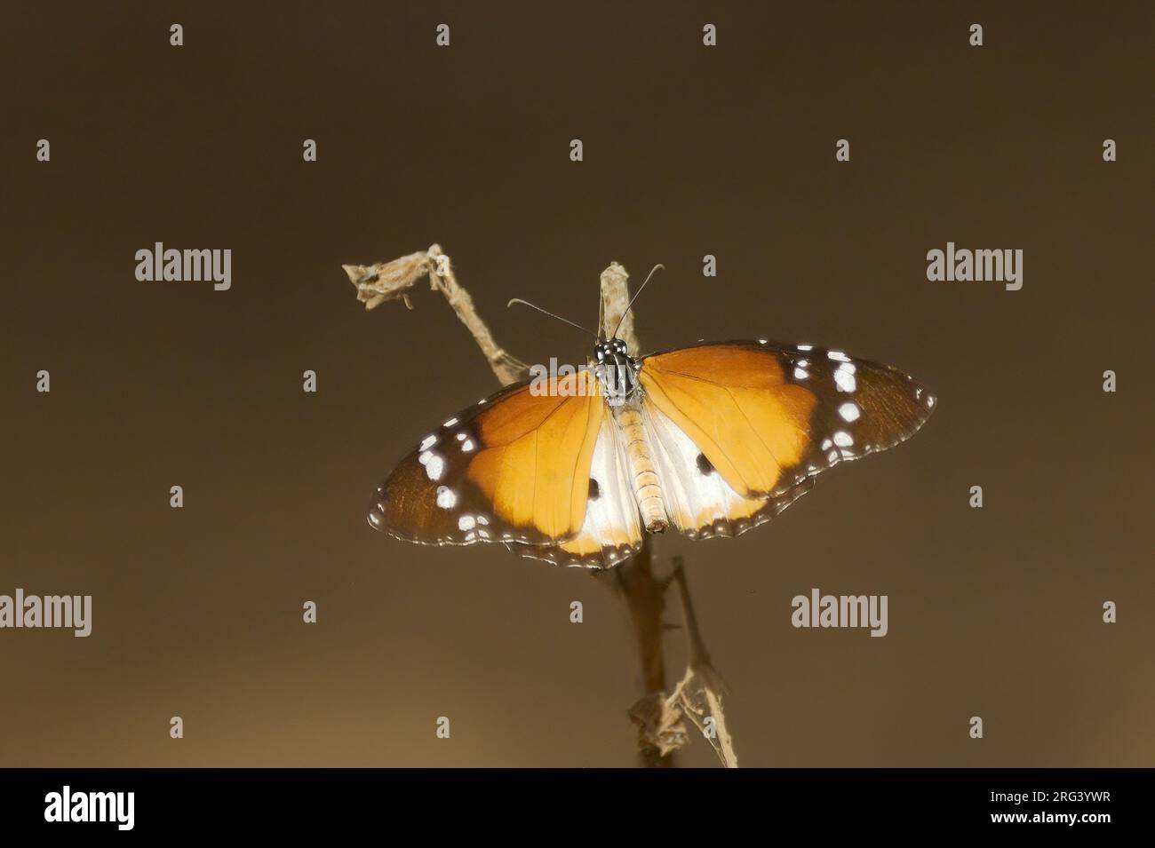 Mariposa monarca africana (Danaus chrysippus alcippus) sobre un culmo seco sobre fondo marrón en Gambia, África Foto de stock