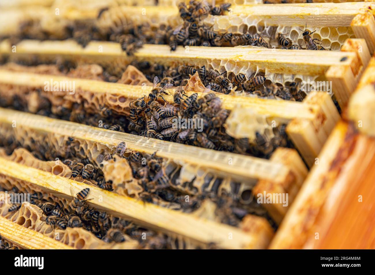 Colmena de abejas fotografías e imágenes de alta resolución - Alamy