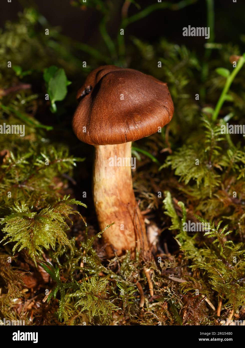 La gorra mortal Cortinarius rubellus, altamente tóxica, en un bosque Foto de stock