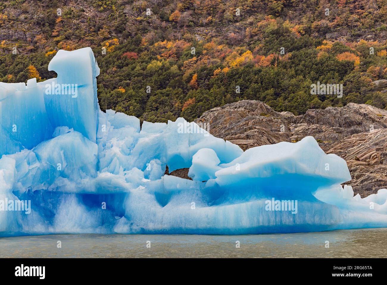 Un llamativo iceberg azul en el Lago Grey frente a una ladera con vegetación otoñal en el Parque Nacional Torres del Paine, Chile, Patagonia Foto de stock