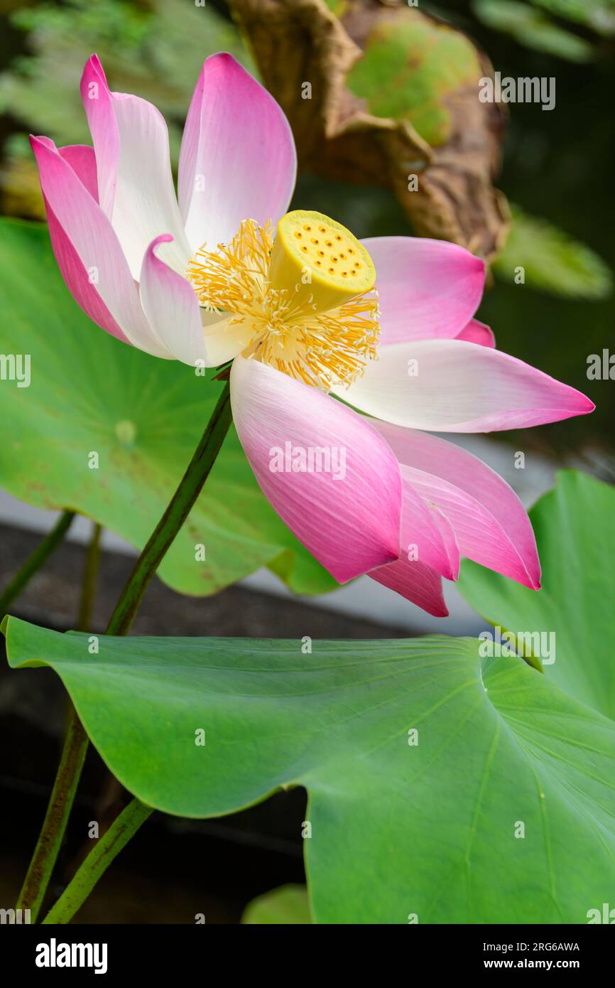 loto indio, Nelumbo nucifera, fotografiado en Tirta Ganggga, Karangasem, Bali, Indonesia. Foto de stock
