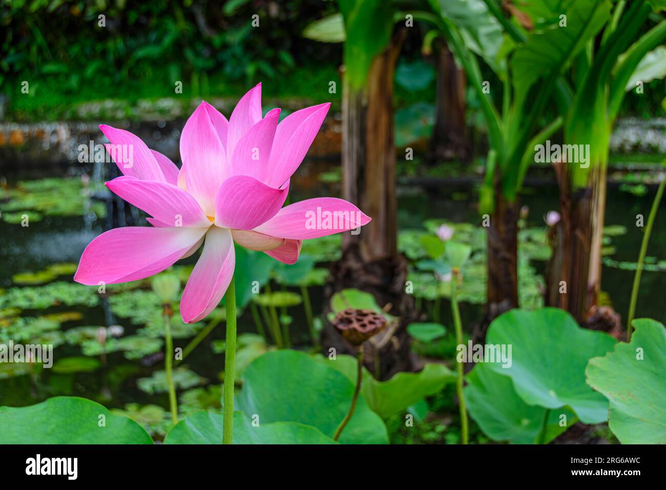 loto indio, Nelumbo nucifera, fotografiado en Tirta Ganggga, Karangasem, Bali, Indonesia. Foto de stock