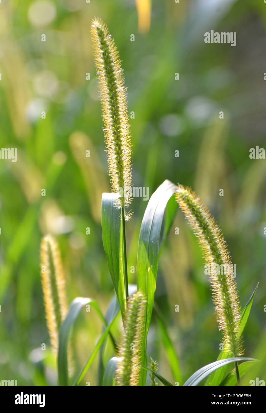 Setaria pumila crece en el campo en la naturaleza. Foto de stock