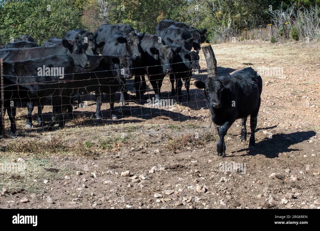 La manada de vacas observa como uno de los terneros más jóvenes parece estar liderando. Foto de stock