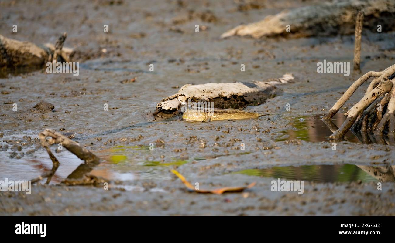 Mudskipper en el barro en un manglar sereno pantano. Ecosistema biodiverso. Ecosistema costero. Hábitat de manglar biodiverso. Mudskipper en el barro en una costa Foto de stock