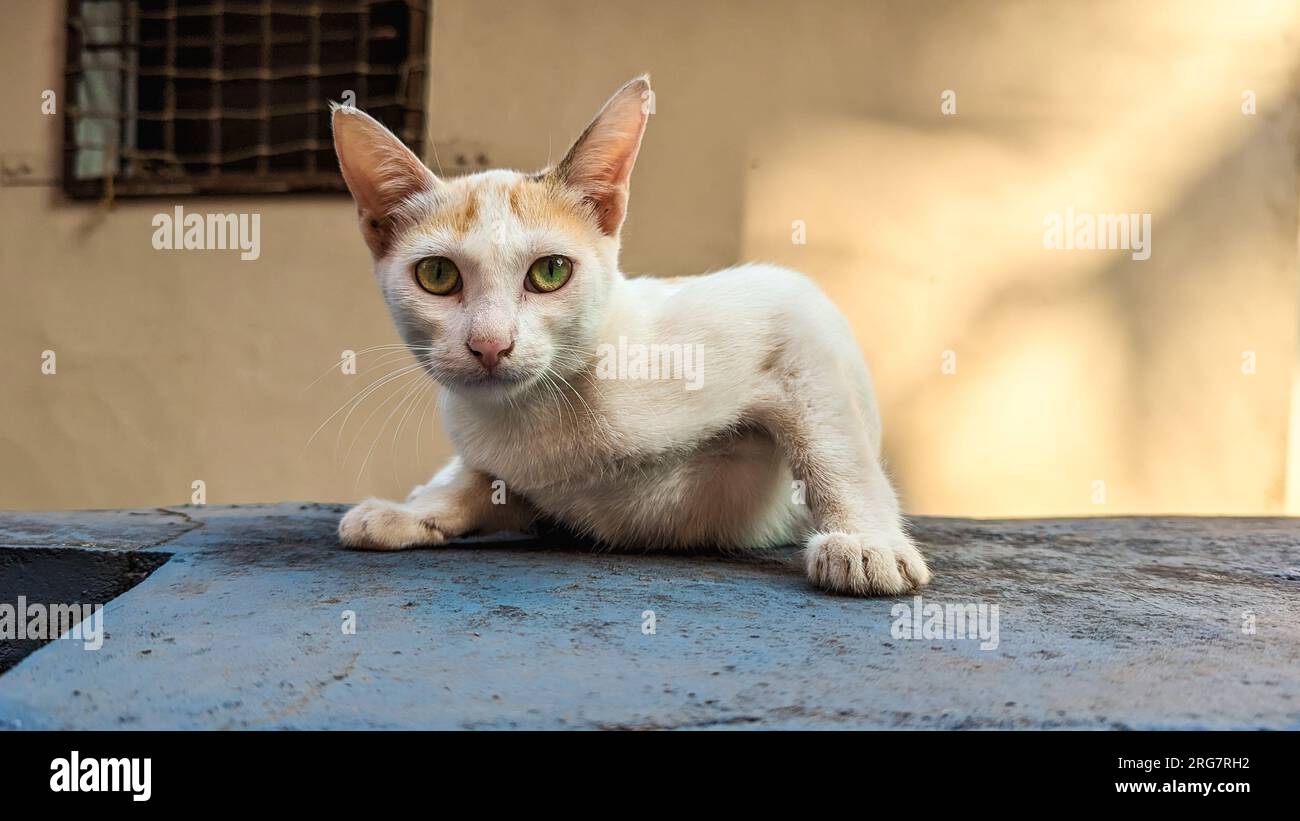 un gato blanco con ojos verdes que se detiene en la pared flexionando su músculo tríceps mirando a la cámara de cerca Foto de stock