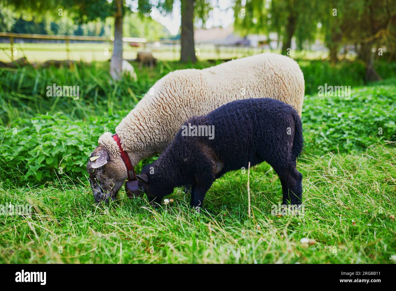 Ovejas y cordero comiendo hierba en una granja Foto de stock