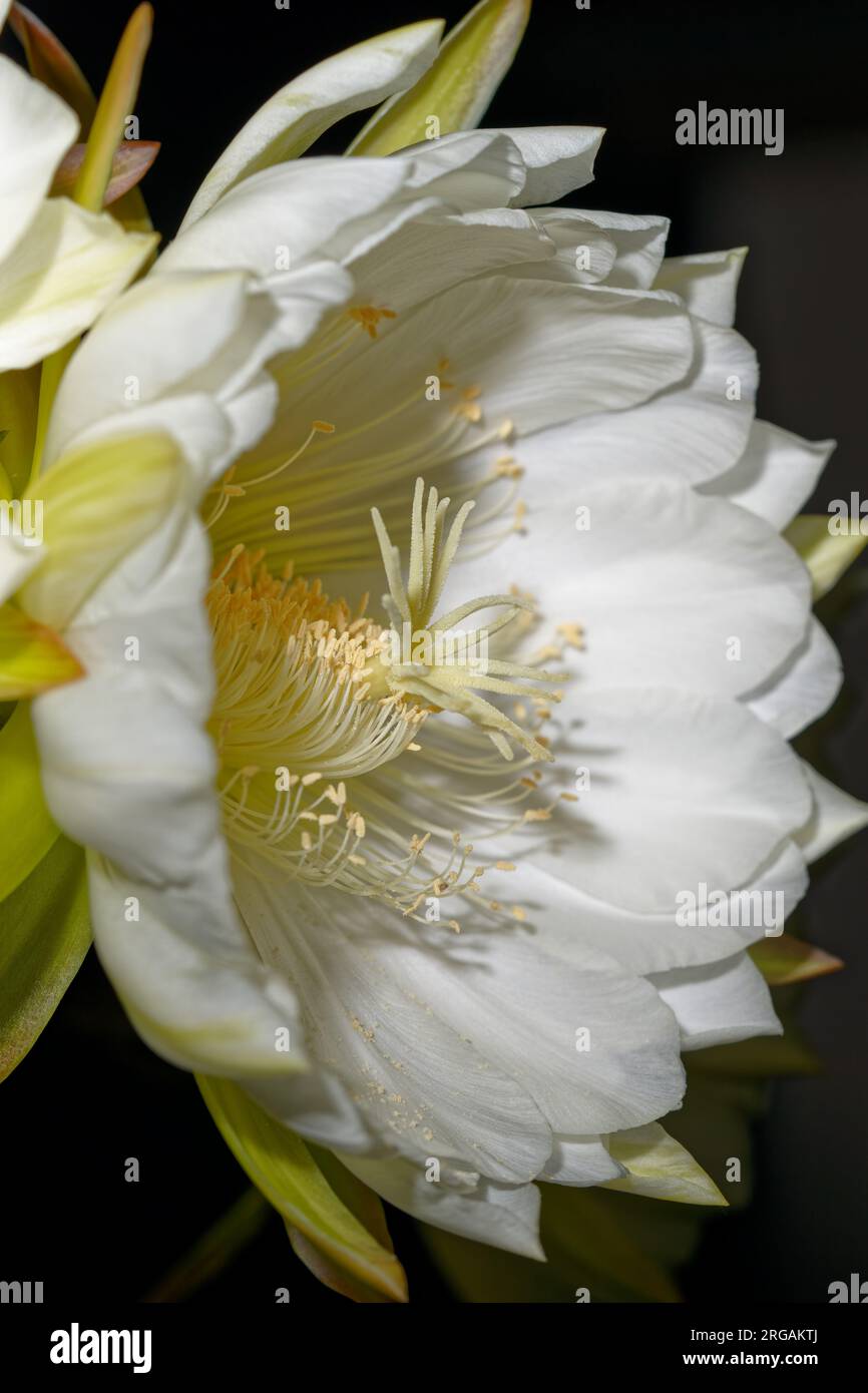 Floración Cereus Cactus Flor en la noche Foto de stock