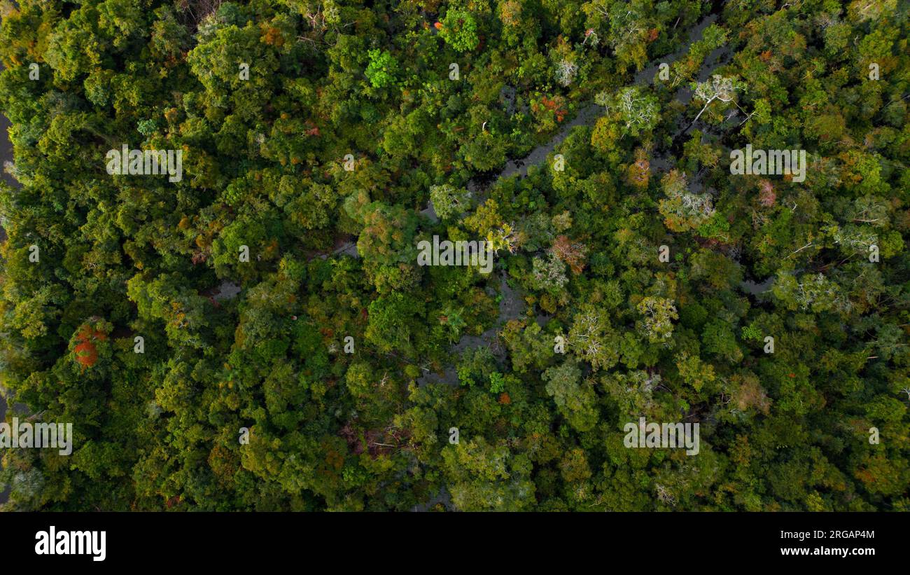 Los bosques amazónicos tienen grandes árboles que proporcionan oxígeno al mundo Foto de stock