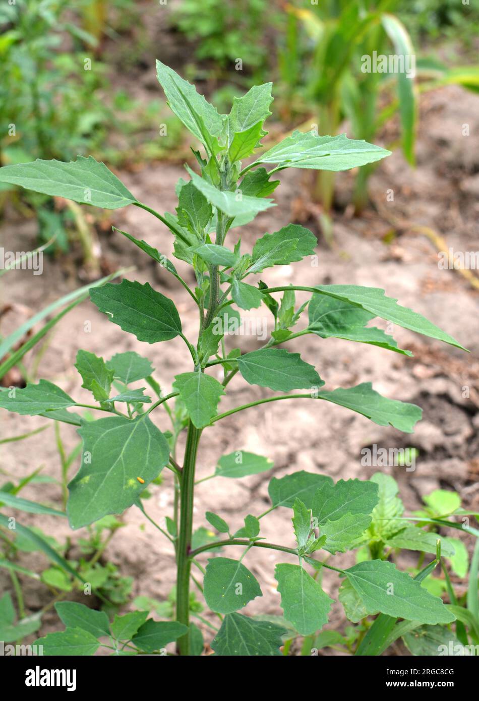 En la naturaleza, el campo crece una orach (Chenopodium álbum) Foto de stock