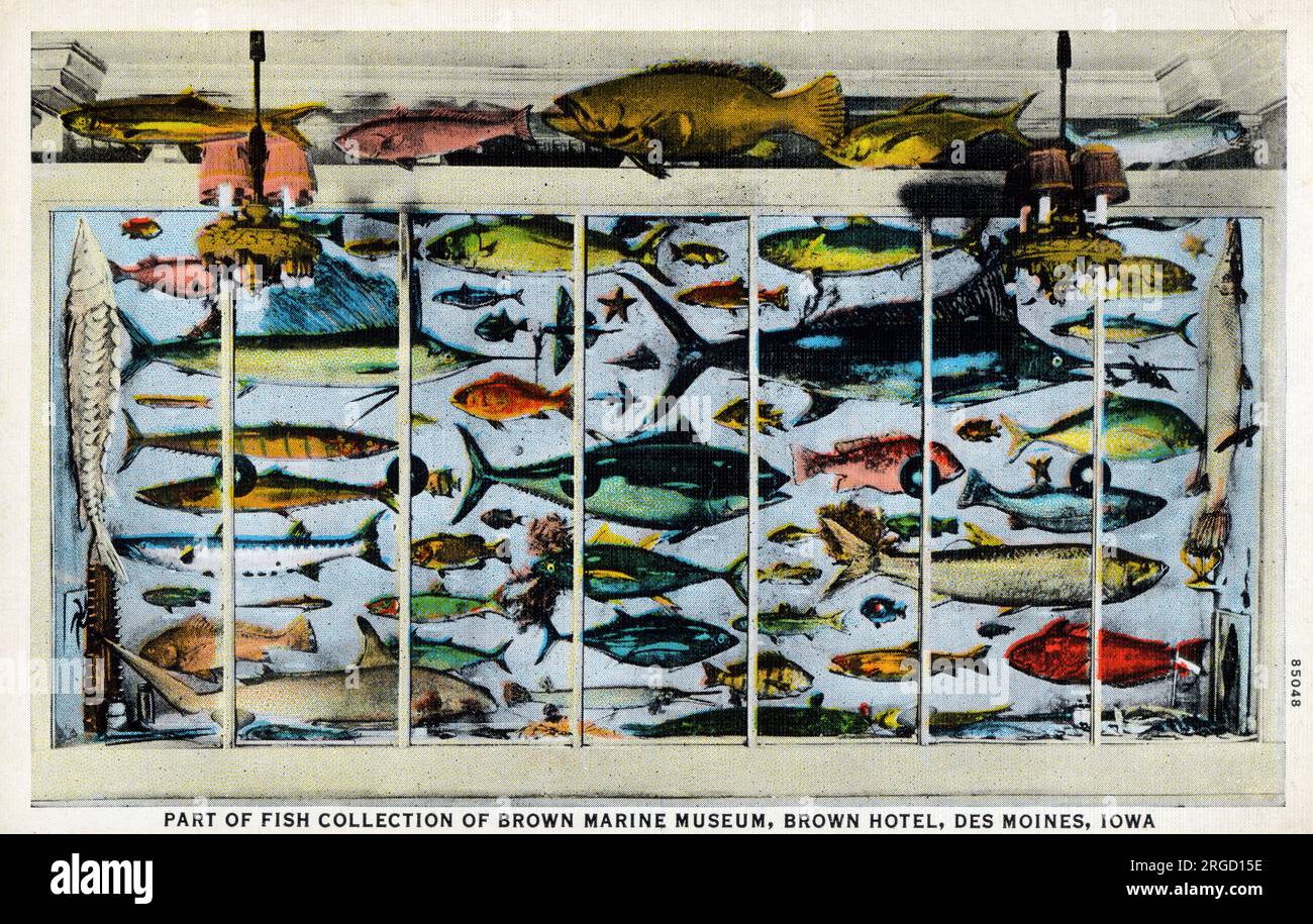 Parte de la colección de peces del Museo Marítimo de Brown, Brown Hotel, Des Moines, Iowa, EE.UU. Foto de stock