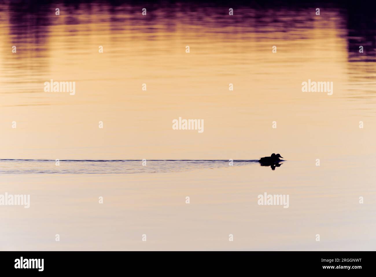 Los patos cruzan el tranquilo estanque en el resplandor dorado del amanecer. Foto de stock