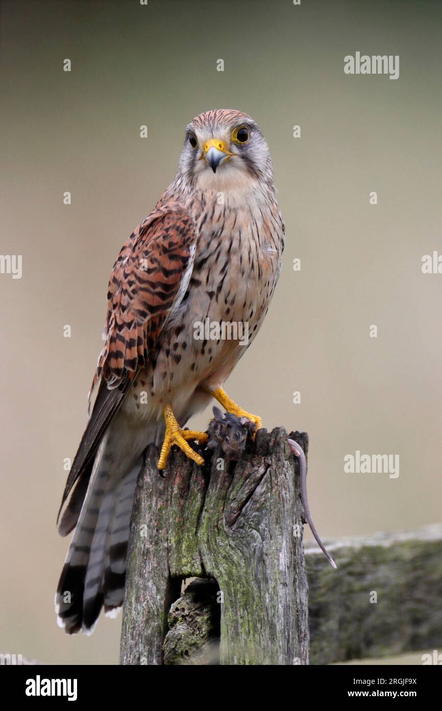 KESTREL (Falco tinnunculus) en un post con presa, Reino Unido. Foto de stock