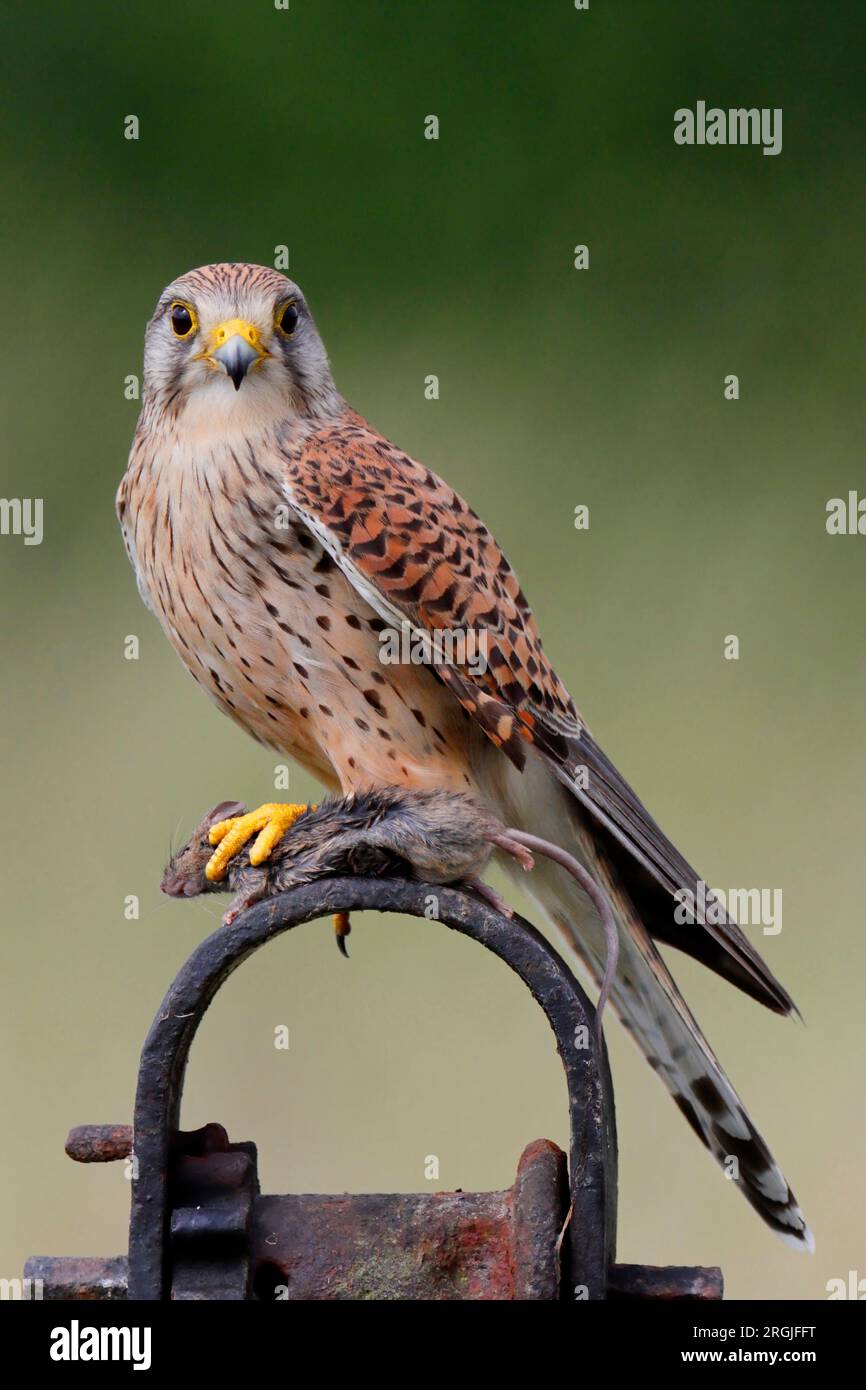 KESTREL (Falco tinnunculus) con un ratón, Reino Unido. Foto de stock