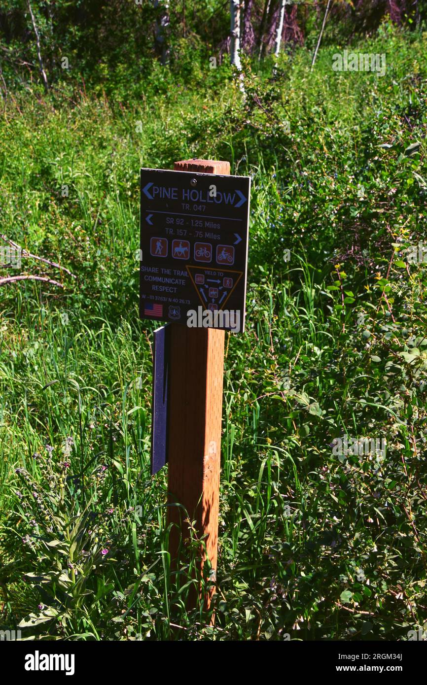 Timpanogos Back Pine Hollow tiene vistas al Bosque Nacional Uinta Wasatch Cache, Montañas Rocosas, Utah. Estados Unidos. Foto de stock