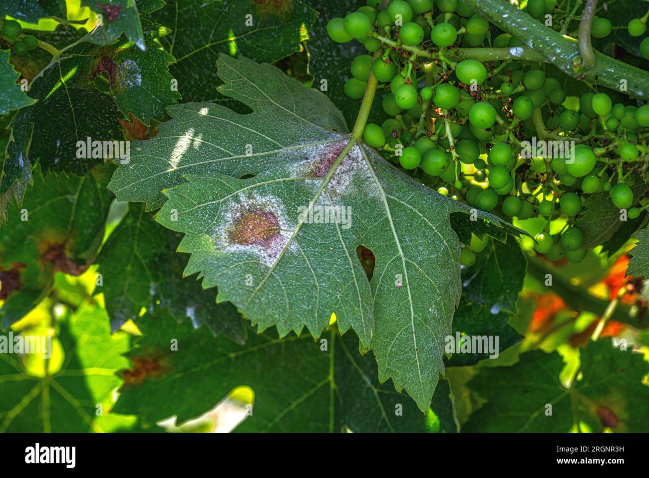 Viñedo infectado con plasmopara viticola, una peligrosa enfermedad de la uva. Foto de stock