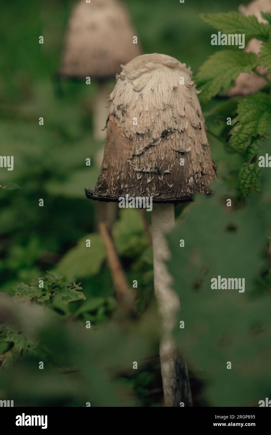 hermoso primer plano de setas del bosque. Foto de stock