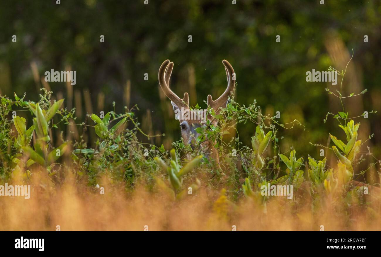 Buck de cola blanca en un campo de verano en el norte de Wisconsin. Foto de stock