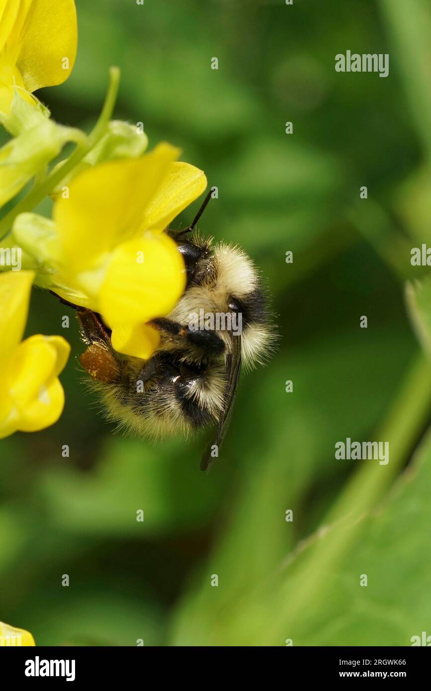 Primer plano vertical natural en una rara abeja carder color arena, Bombus veteranus en una flor amarilla Foto de stock