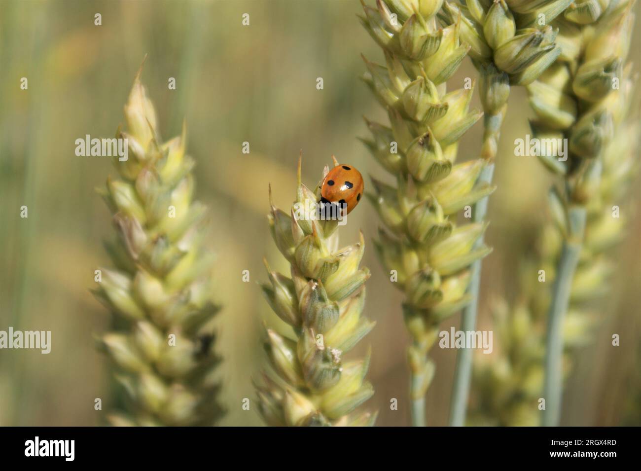 Ladybug orejas de trigo en un día soleado. Un campo de cultivos. Foto de stock