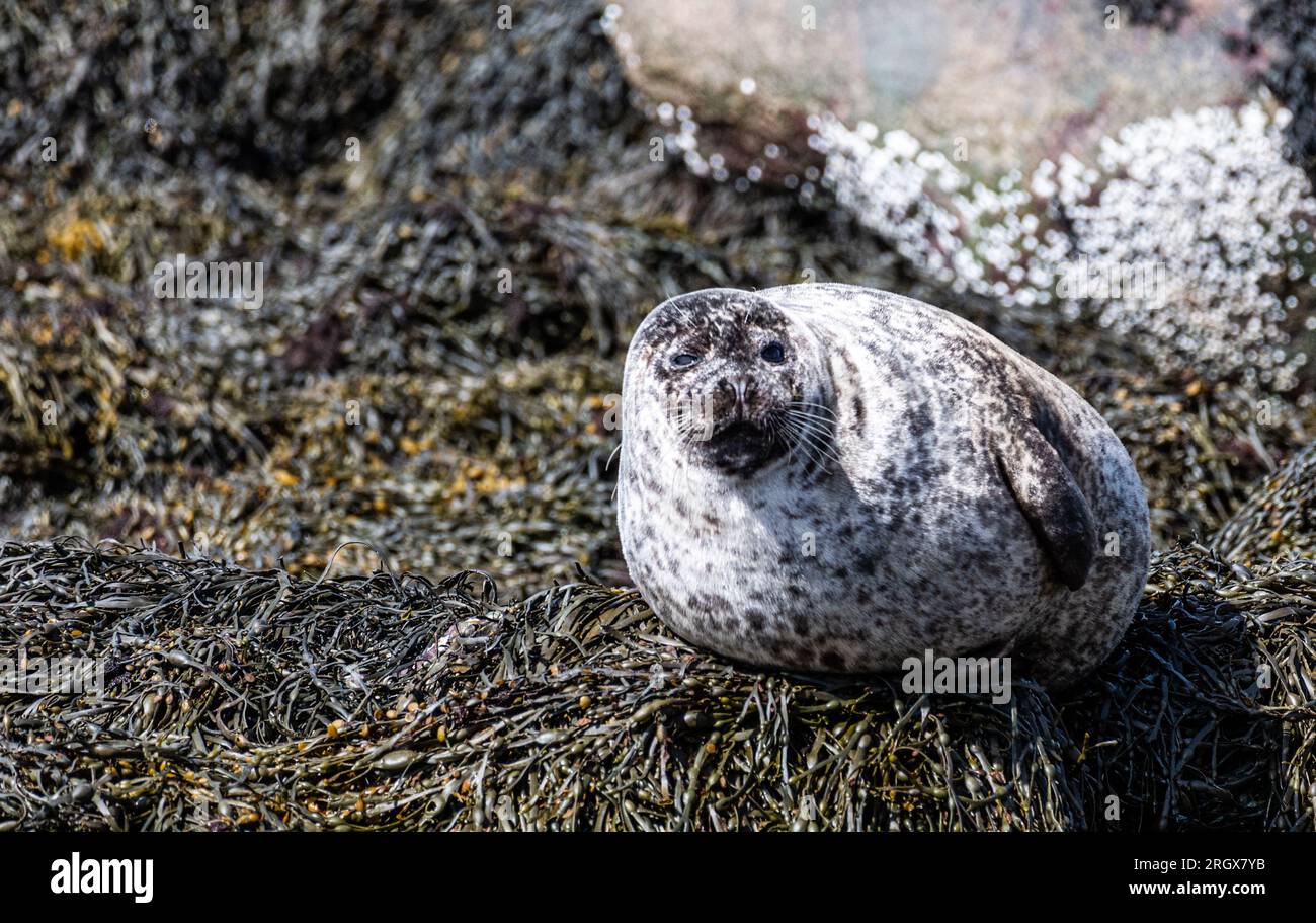 Sellos de Seal Island, Loch Linhee, Fort William, Escocia Foto de stock