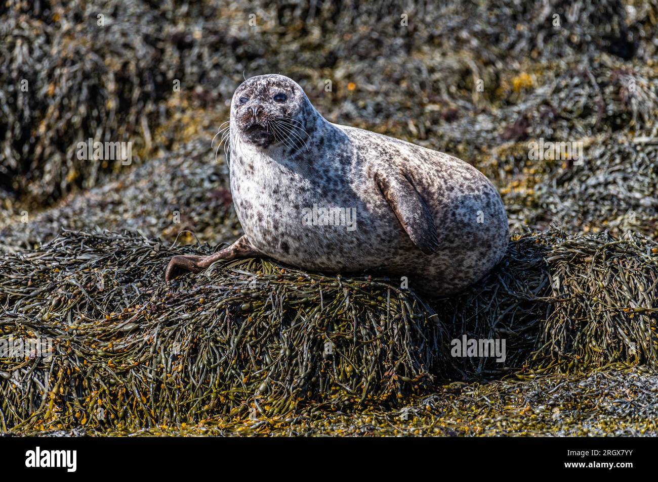 Sellos de Seal Island, Loch Linhee, Fort William, Escocia Foto de stock