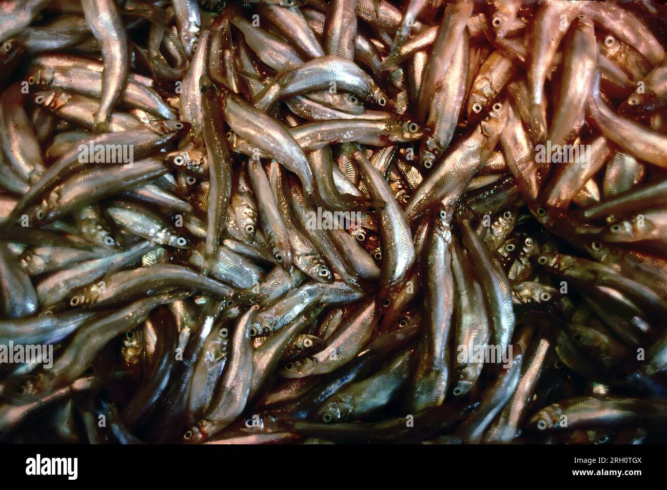 Sardinops sagax caeruleus fotografías e imágenes de alta resolución Alamy