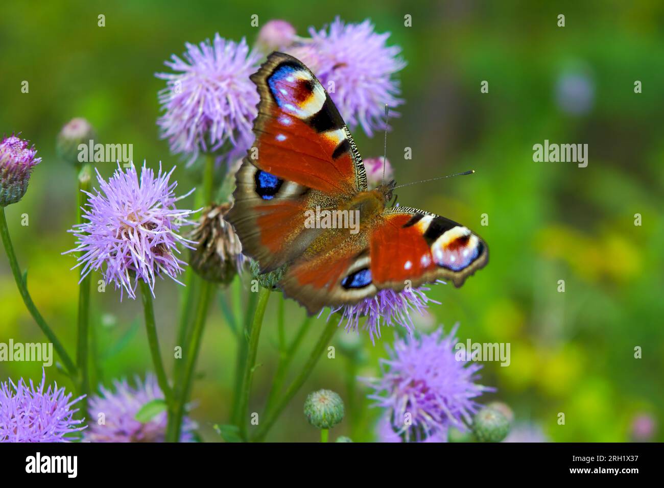 Aglais io o European Peacock Butterfly o Peacock. Mariposa sobre flor. Una mariposa naranja rojo-marrón brillante con manchas azules lila en su extensión Foto de stock