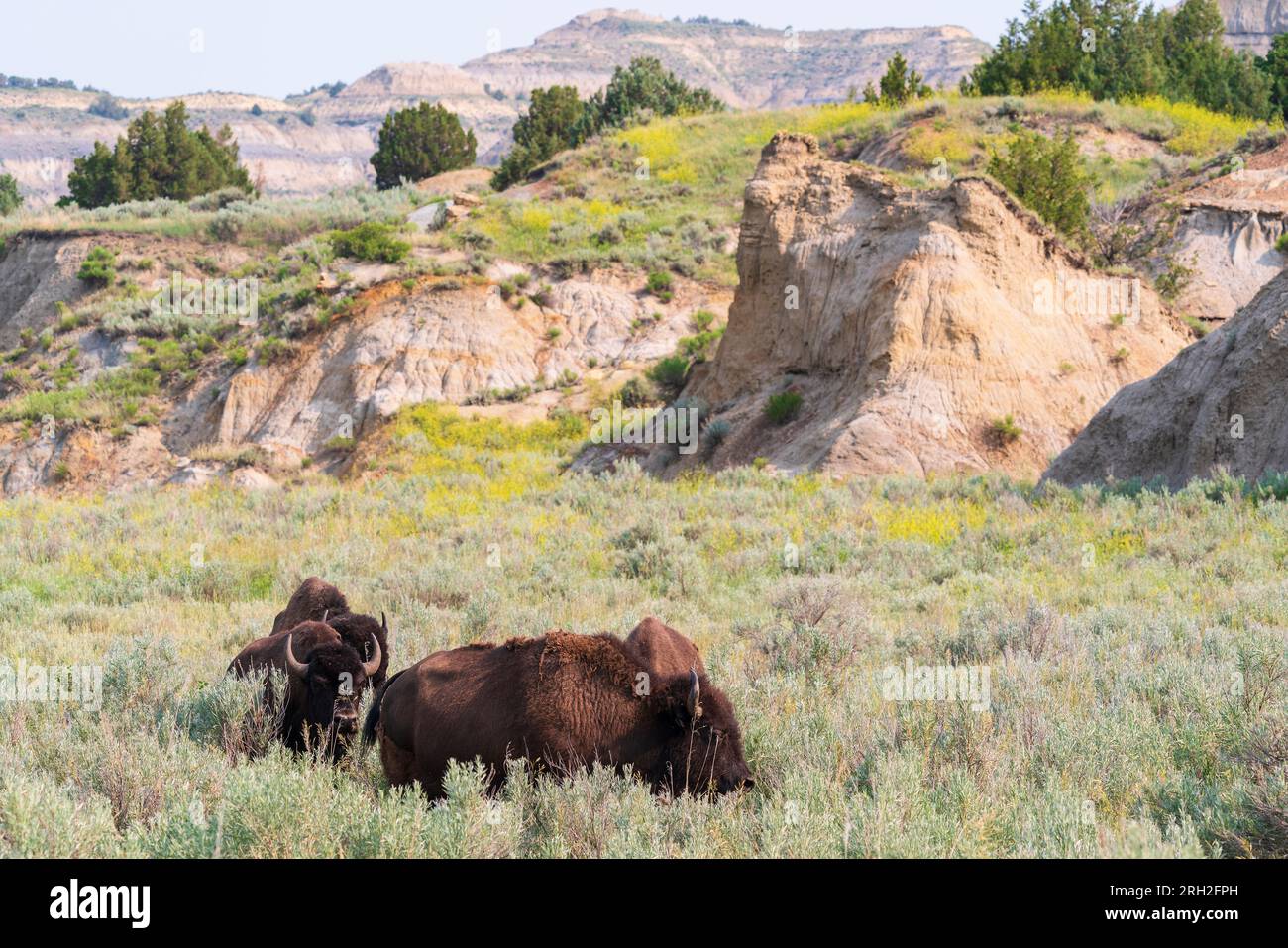 Bisonte de las llanuras (bisontes) en la Unidad Norte del Parque Nacional Theodore Roosevelt en Dakota del Norte Foto de stock