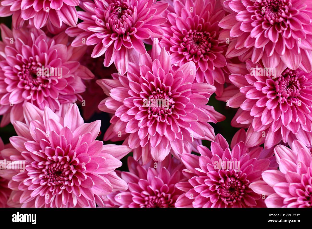 Closeup fondo de flor de crisantemo rosa Foto de stock