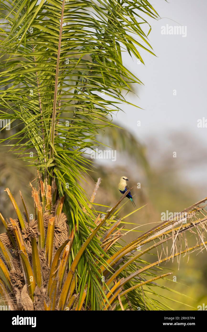 Rodillo de vientre azul Coracias cyanogaster, adulto encaramado en la palmera, Paul Área, Gambia, febrero Foto de stock