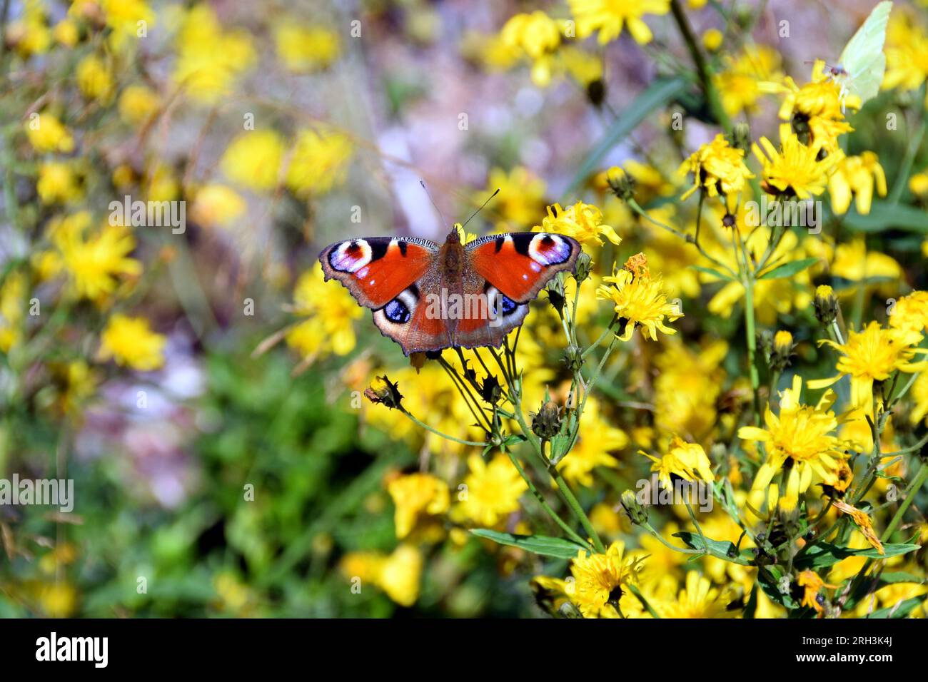 Mariposa europea de pavo real, Aglais io, en flores amarillas Foto de stock
