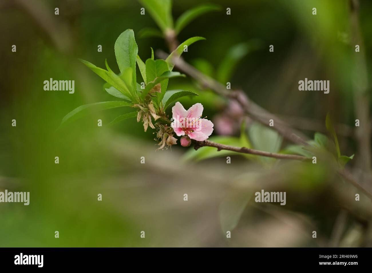 Flor de Sakura en flor Foto de stock