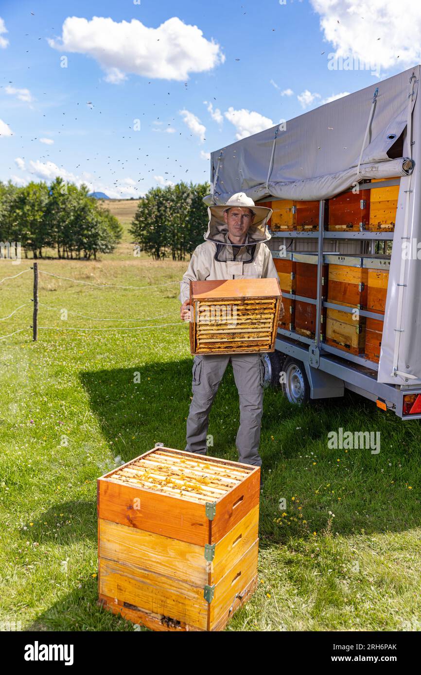 Apicultor sostiene una celda de miel con abejas en sus manos. Apicultura. Apiario Foto de stock