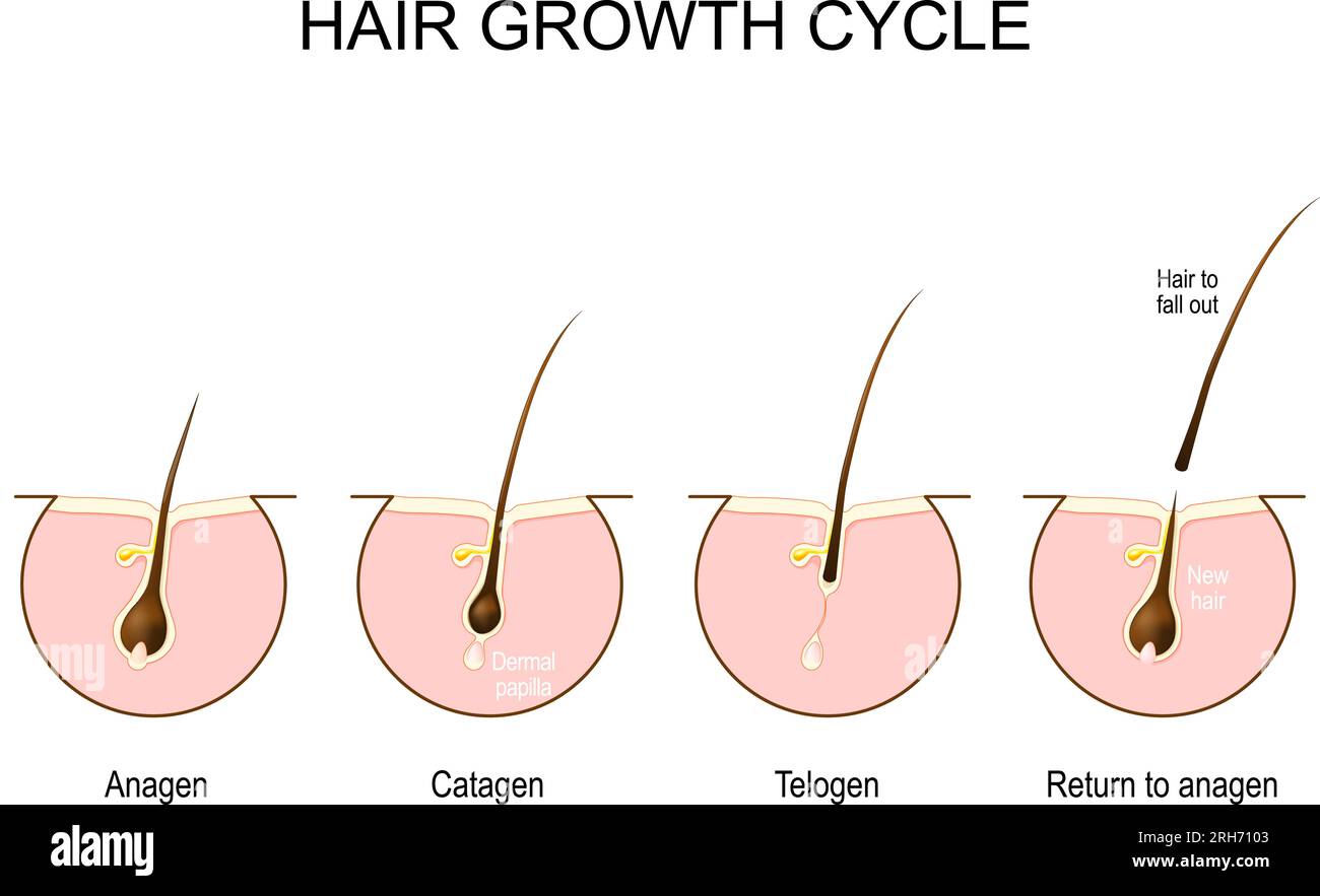 Ciclo de crecimiento del cabello. Piel humana. Anatomía folicular. Póster anatómico. Fase de crecimiento del cabello paso a paso. Estadios desde el anagen, y el telógeno, hasta el catagen. Cruz Ilustración del Vector