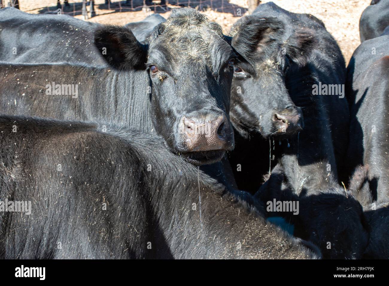 Una mirada detallada de cerca a las fosas nasales de una vaca angus negra rodeada de más ganado vacuno. Foto de stock