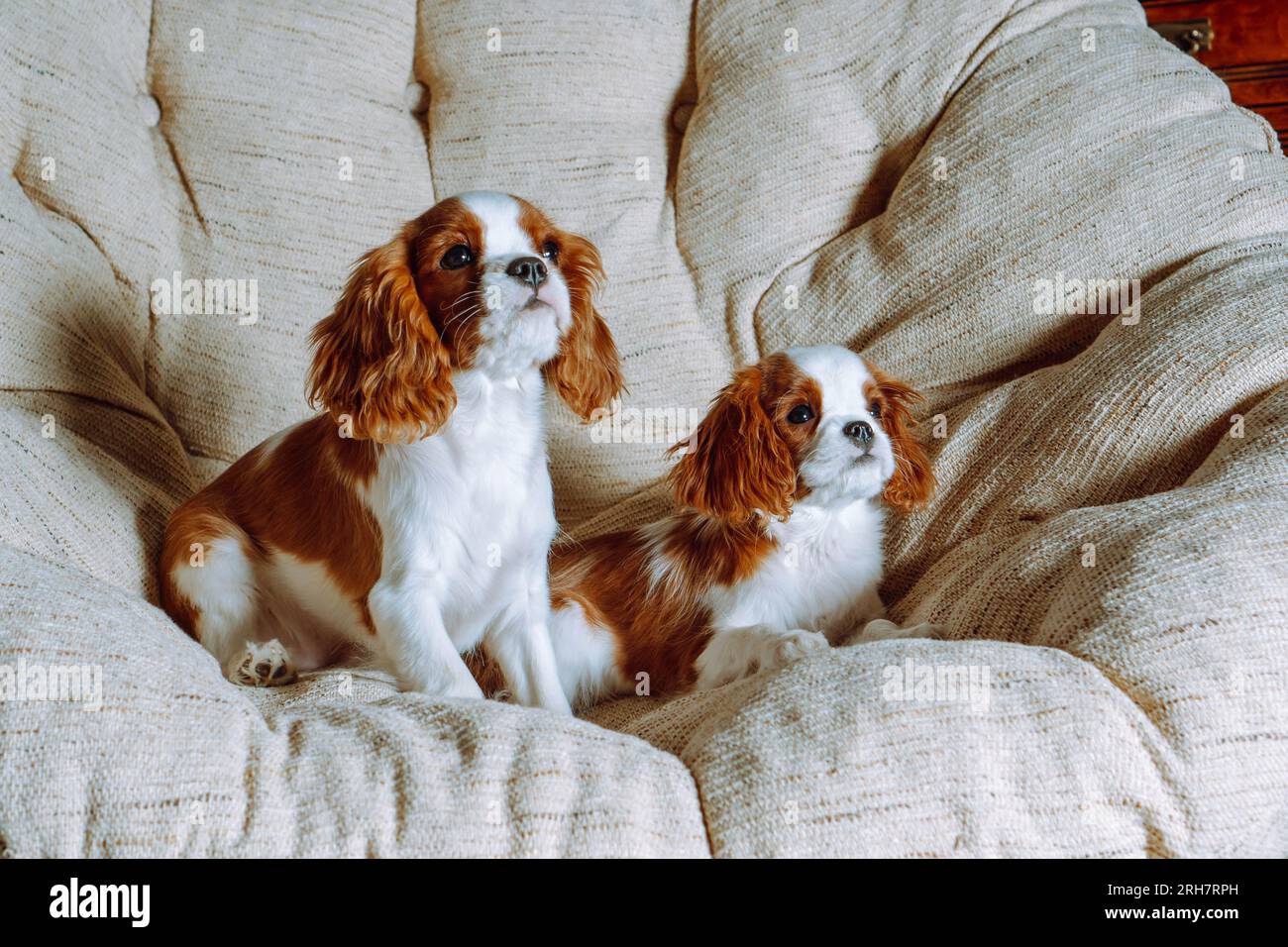 Retrato de perros blancos rojizos Cavalier King Charles Spaniel que se relaja en un sillón grande y suave. Cachorros amigos viendo cosas atractivas en frente Foto de stock