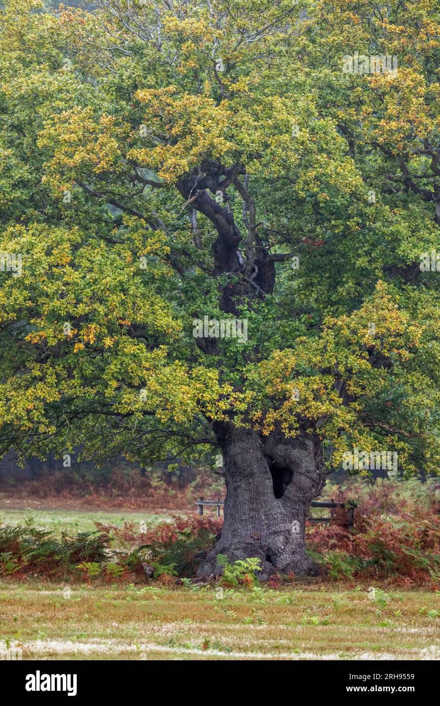 Roble; Quercus robur; Veteran Tree; Leicestershire; Reino Unido Foto de stock