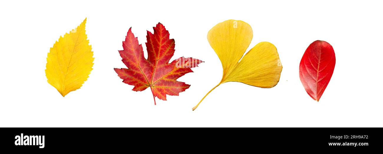 Conjunto de cuatro hojas rojas y amarillas en otoño, aisladas sobre fondo blanco panorámico, temporada de otoño Foto de stock