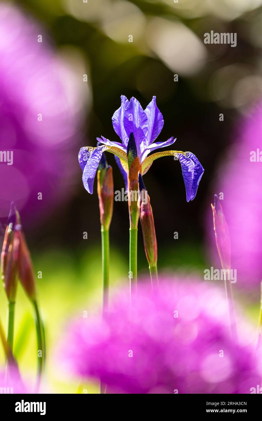 Cerca de una flor de iris azul Foto de stock