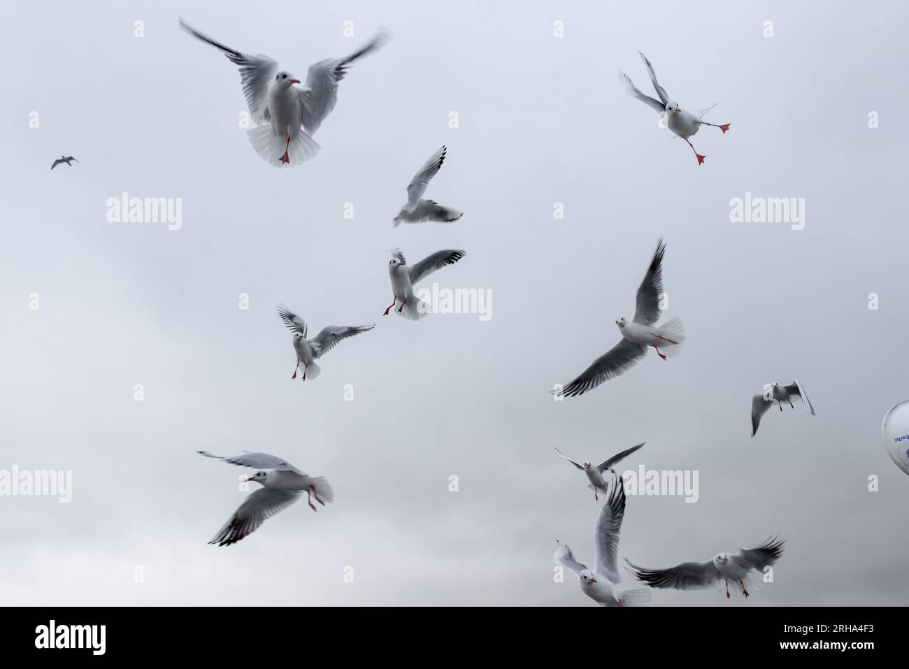 Gaviotas en el aire: Aves navales blancas frente al cielo nublado Foto de stock