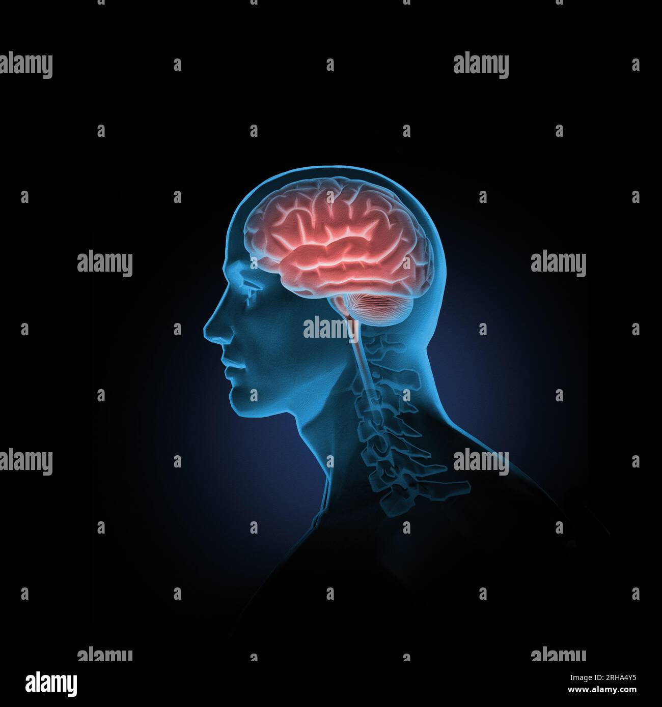 Ilustración médica del cerebro humano dentro de la cabeza masculina Foto de stock