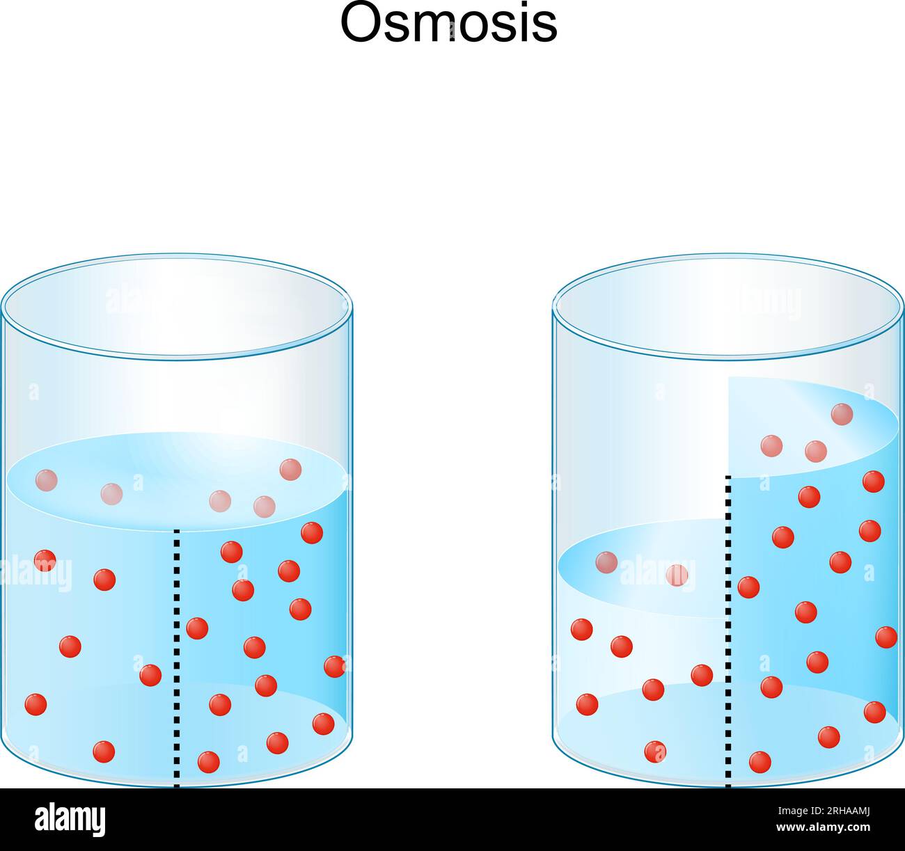 Ósmosis. Experimento con agua y membrana semipermeable. Ilustración