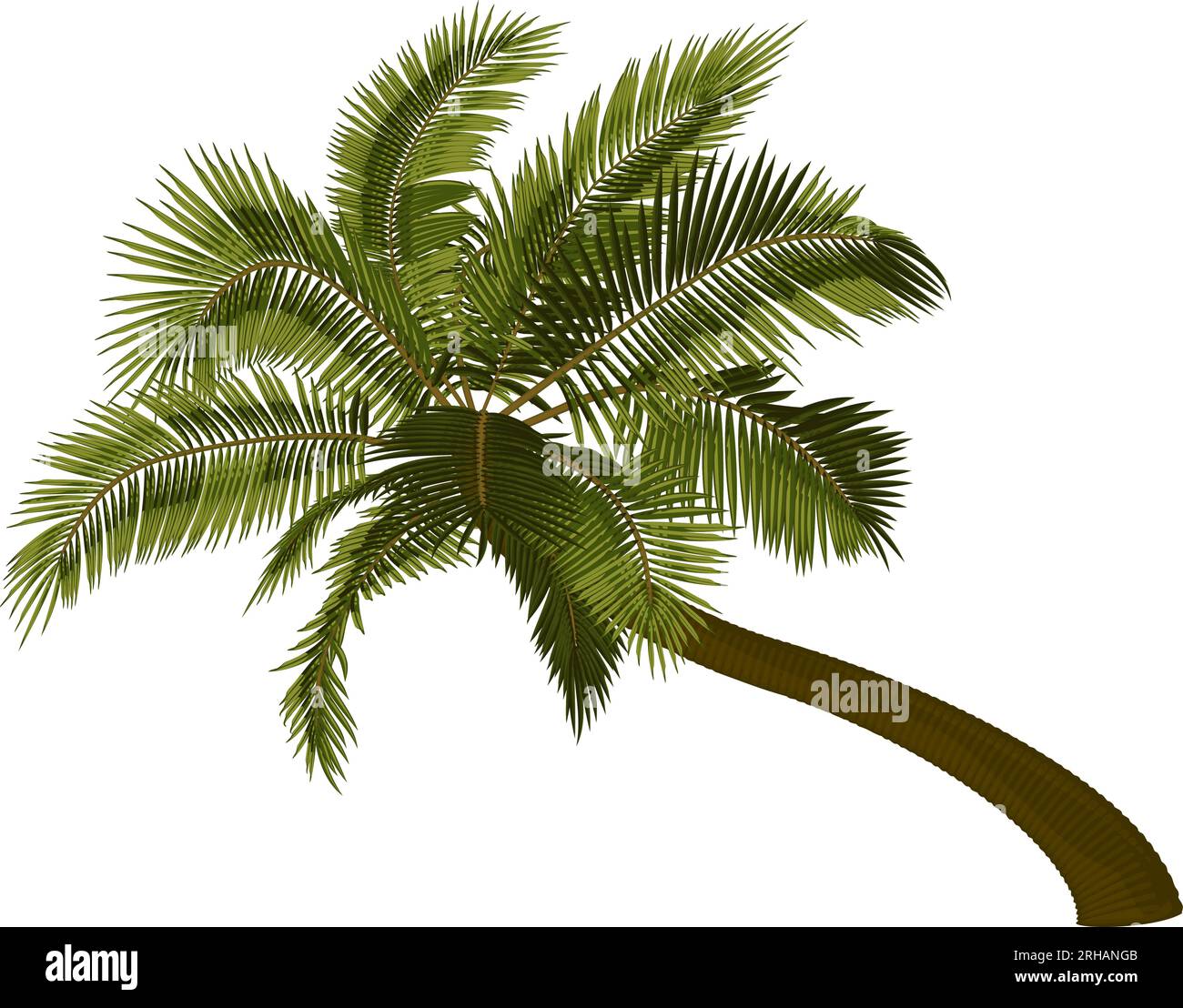 Palmera de coco doblada. Ilustración vectorial de palmera inclinada. Imagen del tronco de la palmera tropical, follaje, ramas, hojas en vector. Ilustración del Vector