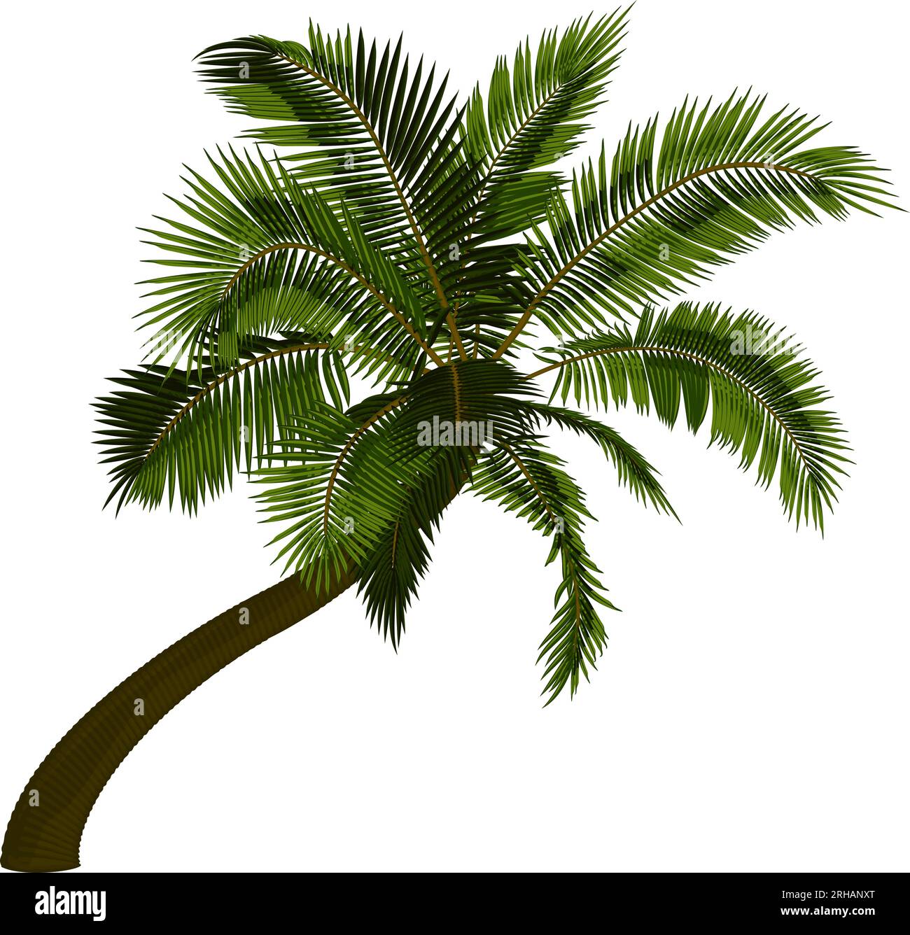 Palmera de coco doblada. Ilustración vectorial de palmera inclinada. Imagen del tronco de la palmera tropical, follaje, ramas, hojas en vector. Ilustración del Vector